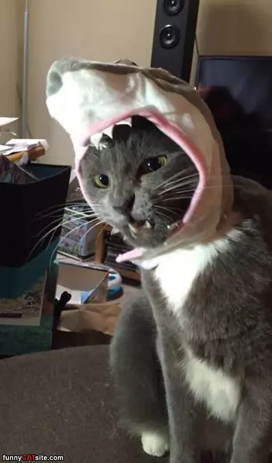 The Shark Cat