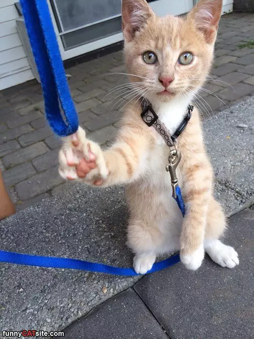 Stop Walking Me