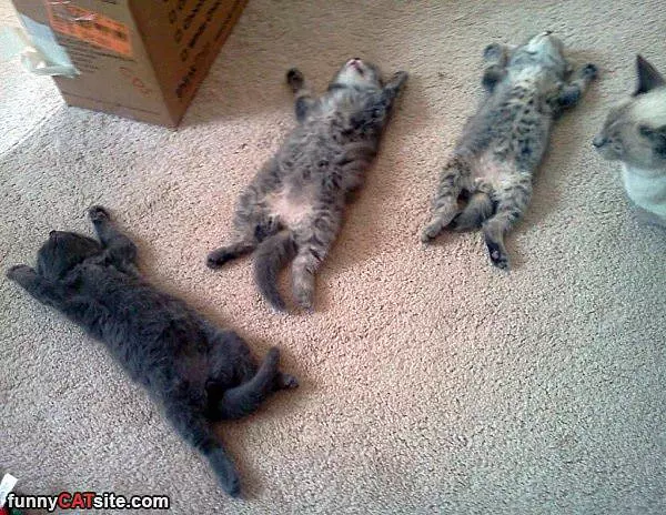 So Many Passed Out Cats
