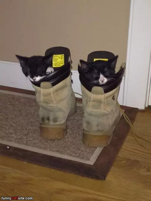 2 Kittens In Boots