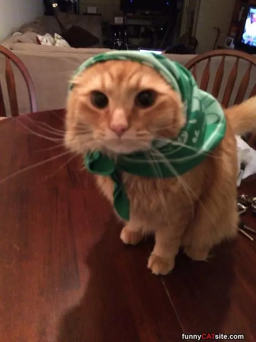 Babtcha Cat