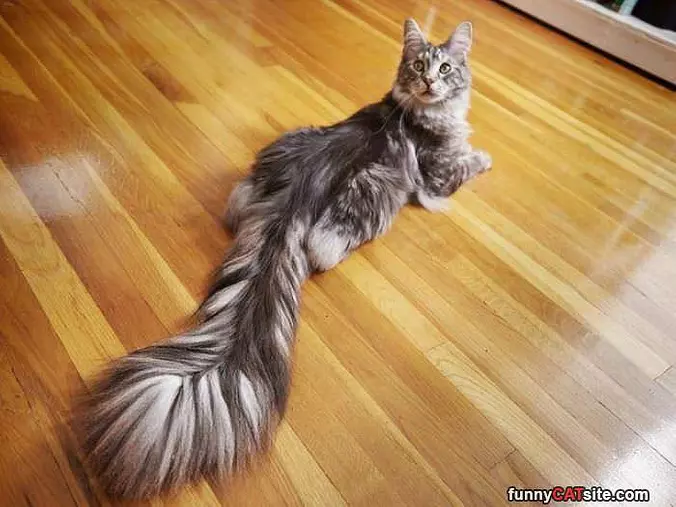 Huge Fluffy Tail