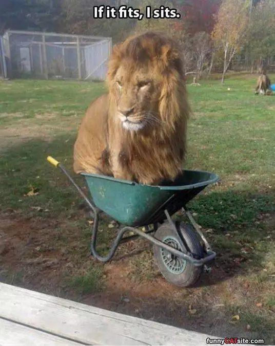 If I Fits