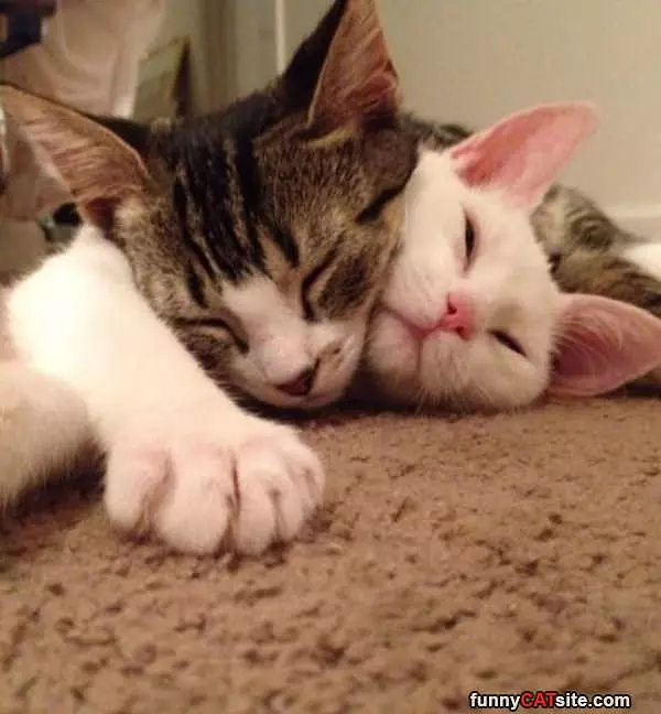 Nap With Me