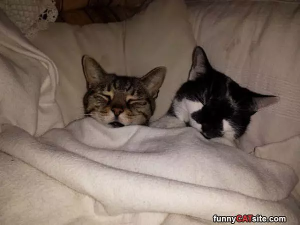 Tucked In Nicely