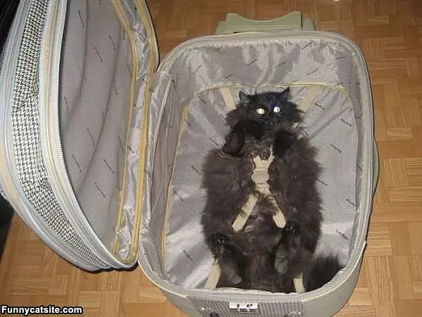 Ready For My Trip