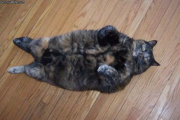 I Are Fat Cat
