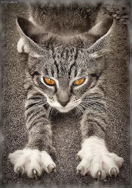 Gray Cat Streched Out