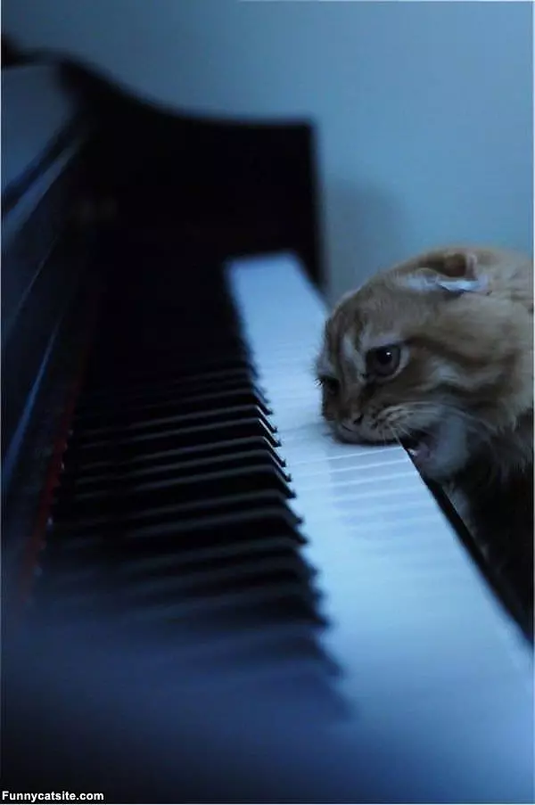 Piano Cat Nom