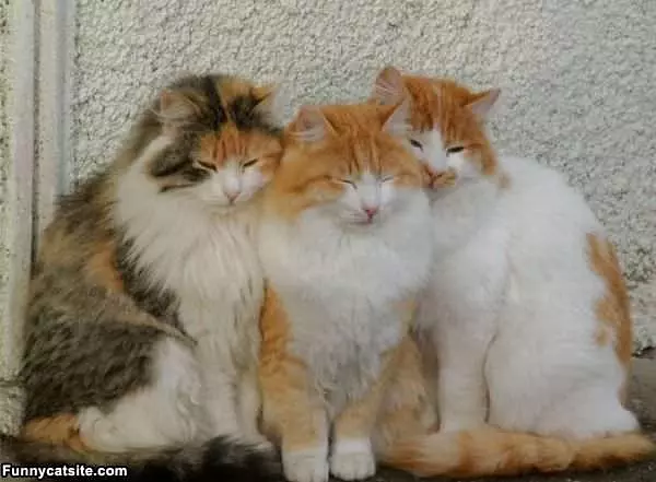 Lets Huddle