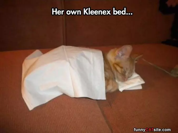 Kleenex Bed