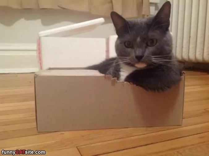 Chilling In My Box