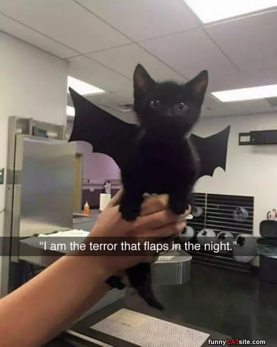 I Am The Terror