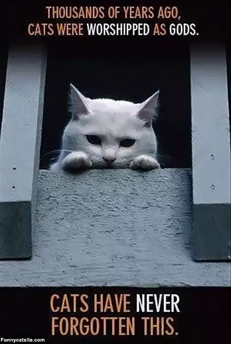 Cats Have Not Forgotten