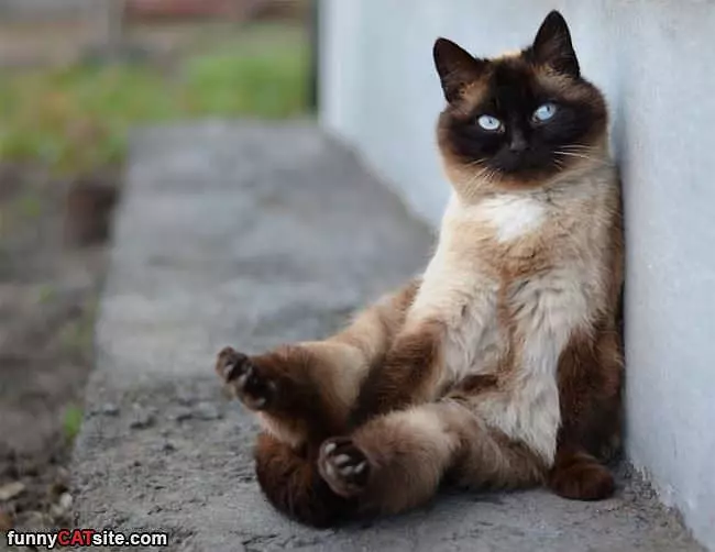 A Fabulous Cat