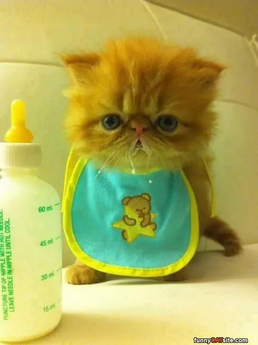 My Grrrrr Face