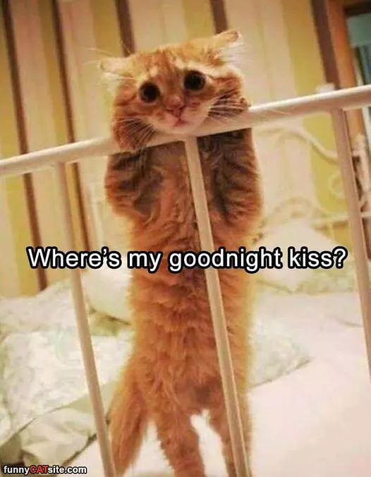 Where Is My Goodnight Kiss
