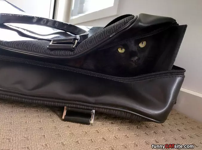 Hiding In The Bag