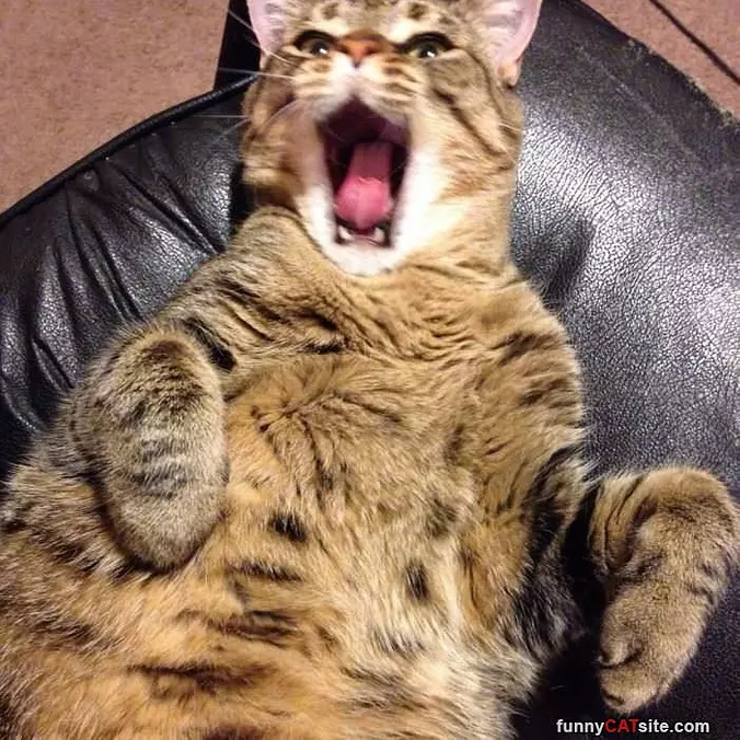 Rarrrrr