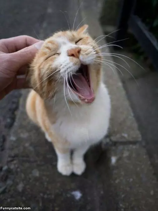 Yawwn