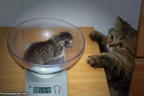 How Heavy Is He