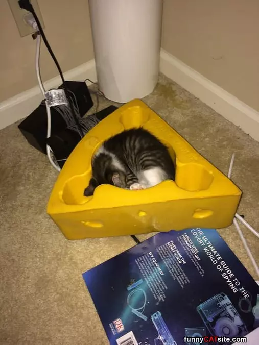 Asleep In The Cheese