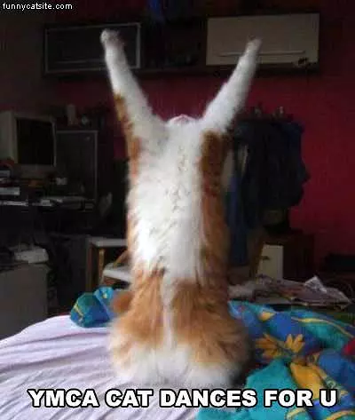 Ymca Cat