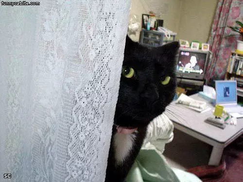 Sees You