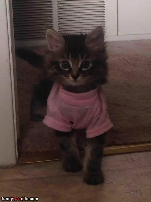Do You Like My Cute Shirt