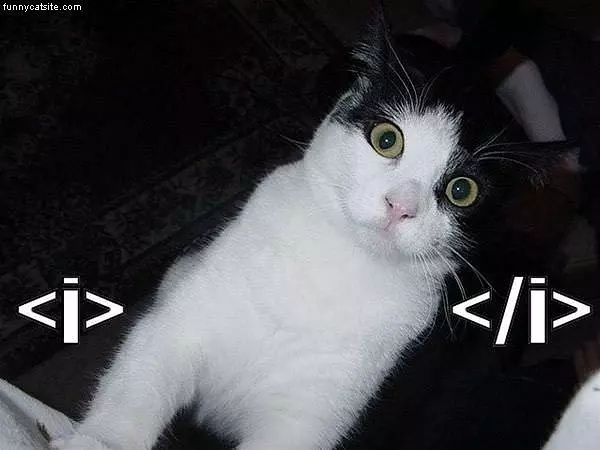 Itallic Cat