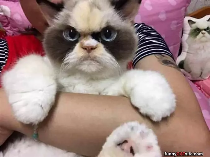 A Fuzzy Kitty