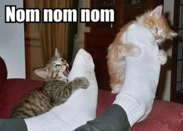 Cats Love Feet