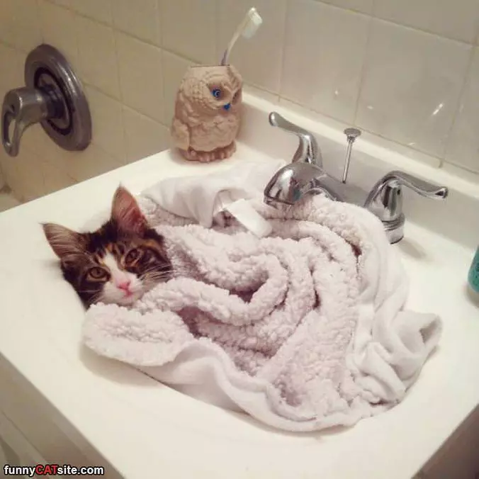 So Snuggled In The Sink