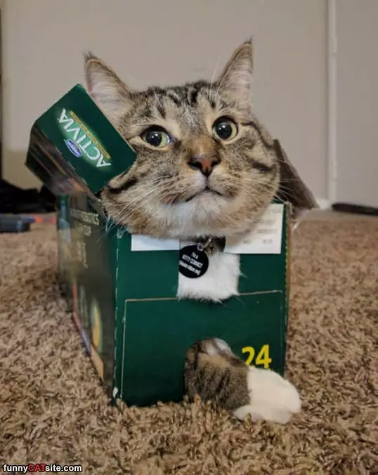 I Need A Bigger Box