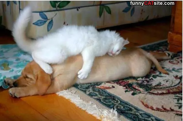 Dog Bed