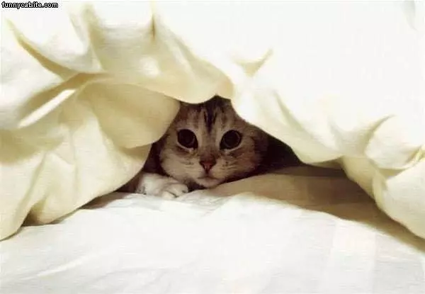 Peekaboo 2