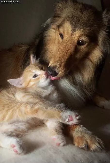 Buddies