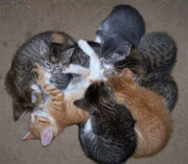 Lotso Cats