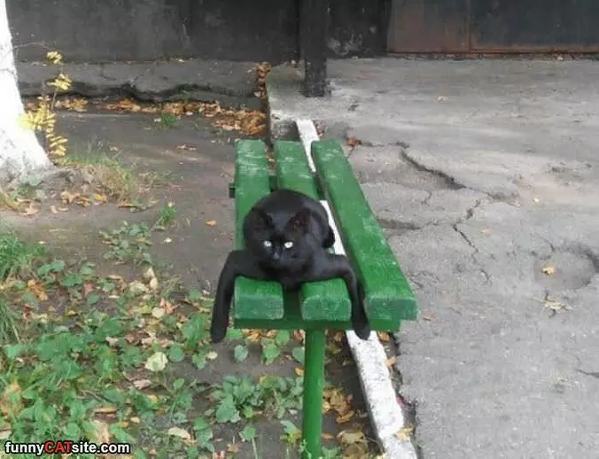 On The Green Bench