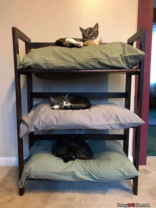 Stack Of Cats