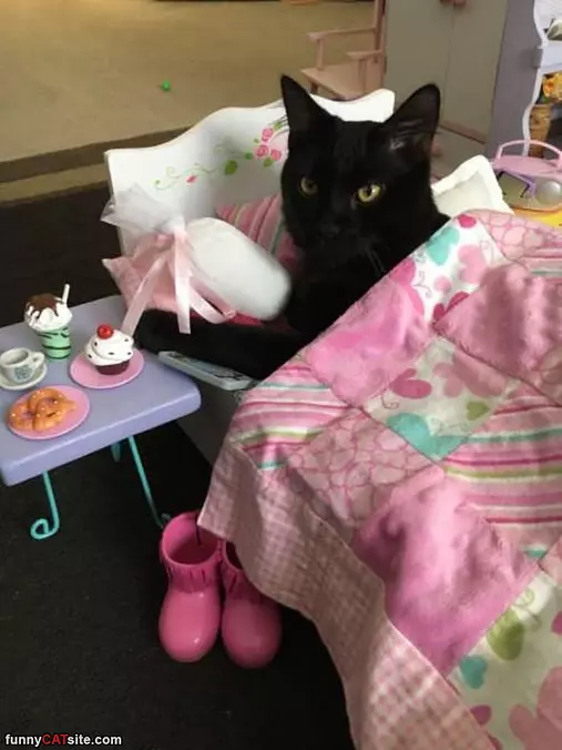 My Little Kitty