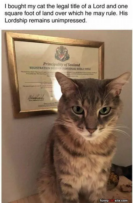 The Title