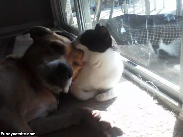 Nom Nom Nom Doggy