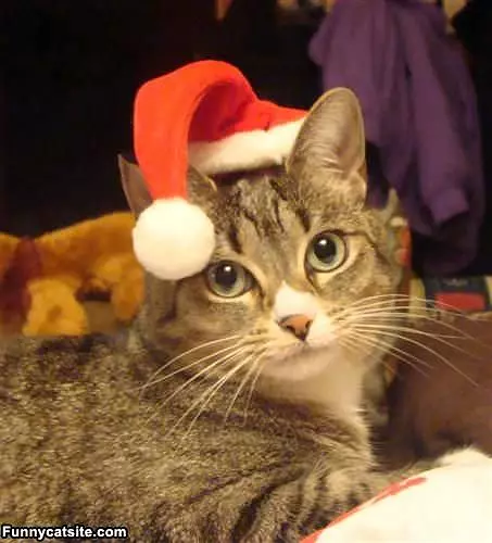 Squeaks Christmas