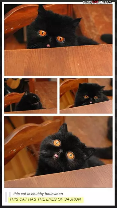 This Cats Eyes