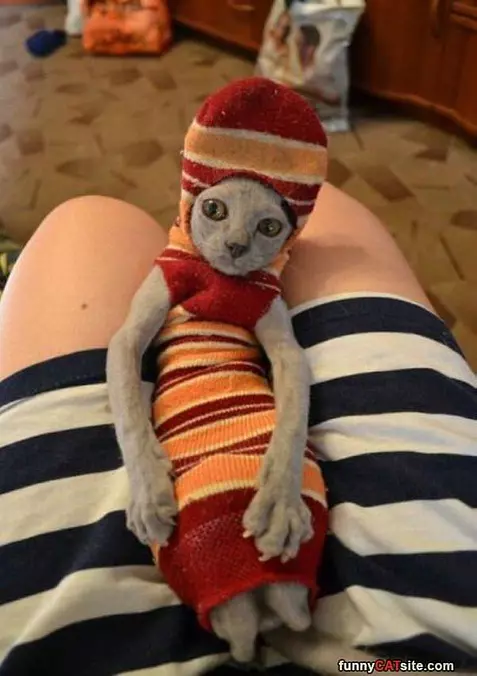 I Am A Sock