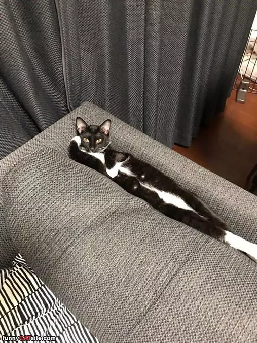Yo
