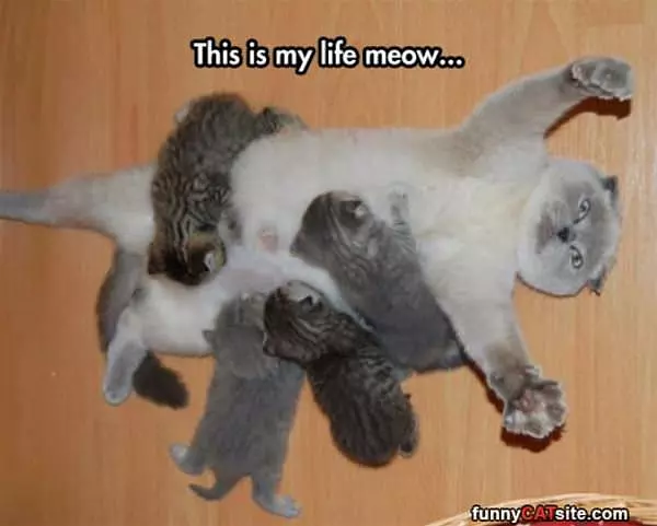 My Life Meow