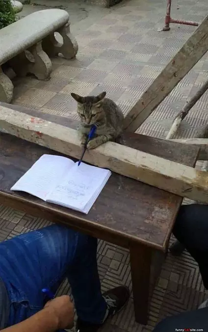 Doing My Homework