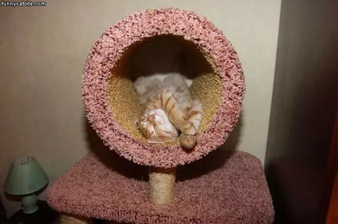 Cat Bed